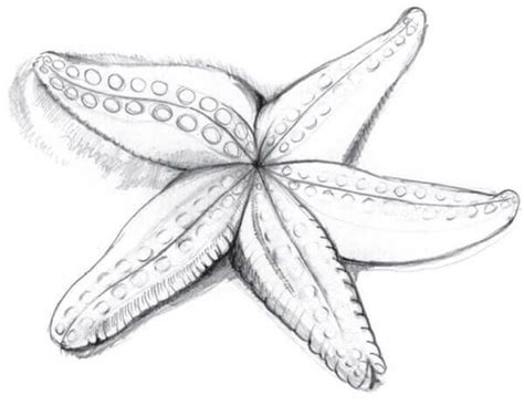 starfish to draw|How to draw a starfish with a pencil step.
